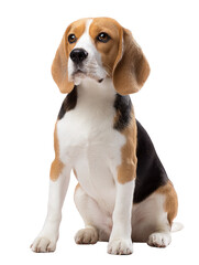 Beagle Dog in Studio: A charming beagle dog sits poised in the studio, its expressive eyes and tri-color coat exuding charm and character.