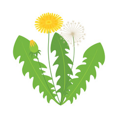 dandelion flower isolated on white