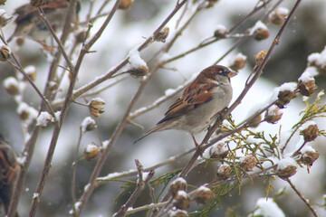 Portrait of a House Sparrow (Passer domesticus) looking at camera, perched on snowy branch, winter wildlife, cute small bird, cold nature scene.