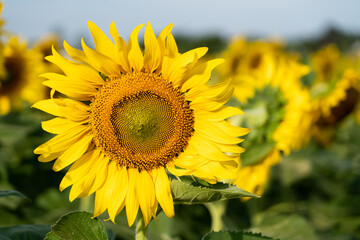 Obraz premium Beautiful yellow color sunflower in the agriculture farm background