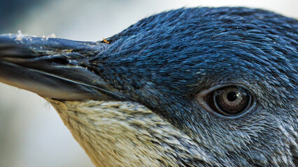 Closeup detail of blue penguin face. © Carterson