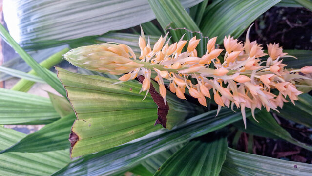 Top Down View of Calanthe Pulchra Orchid