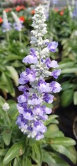 Fototapeta premium blaue blüte