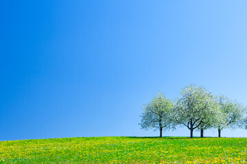 Bl&uuml;hende Obstb&auml;ume in einer gelben Fr&uuml;hlingswiese