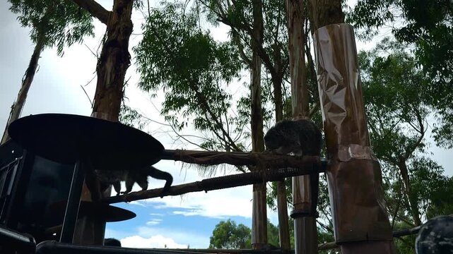 Binturong walking on a tree