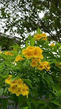 The blooming of the yellow elder (Tecoma stans) accompanied by a gentle breeze in the afternoon