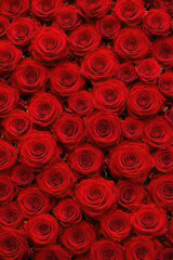 Lush red rose blossom background, top view of fresh romantic roses forming a seamless floral pattern