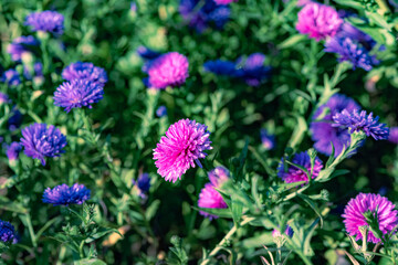Fototapeta premium Purple asters with morning dew against a black background