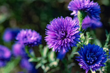 Obraz premium Purple asters with morning dew against a black background