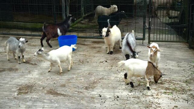 pygmy goat is chewing its cud