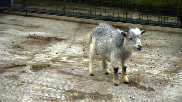 pygmy goat is chewing its cud