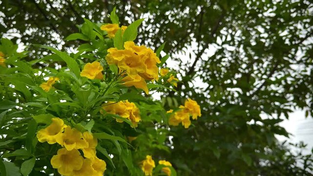 The blooming of the yellow elder (Tecoma stans) accompanied by a gentle breeze in the afternoon