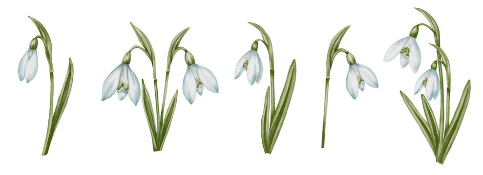 Snowdrop watercolor hand drawn flower and green leaves. Collection of spring flowers Galanthus. Concept spring, primrose, easter, botanical illustration. clipart for cards, textiles, templates.