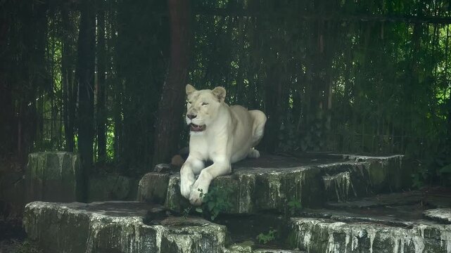 white lion (Panthera leo) taking shelter under a tree sitting on a rock