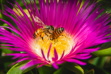 Two honey bees sharing nectar inside vivid magenta and yellow flower in bright summer macro scene © Adam Affuta