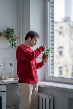 Focused man holding pot with plant Epipremnum Sebu, carefully examining leaves near kitchen window. Interested male checking health of houseplant. Mindful home gardening, urban greenery, plant care.