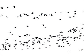 Silhouette eines vorbeifliegenden Vogelschwarms