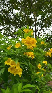 The blooming of the yellow elder (Tecoma stans) accompanied by a gentle breeze in the afternoon