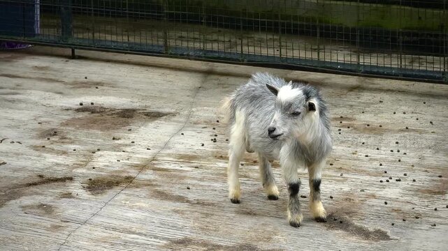 pygmy goat is chewing its cud