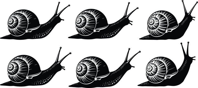 Black-and-white silhouette illustrations of snails with detailed spiral shells and textured bodies, perfect for nature design, educational projects, and vector artwork.