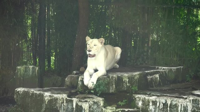 white lion (Panthera leo) taking shelter under a tree sitting on a rock