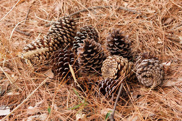 地面に落ちた松ぼっくり