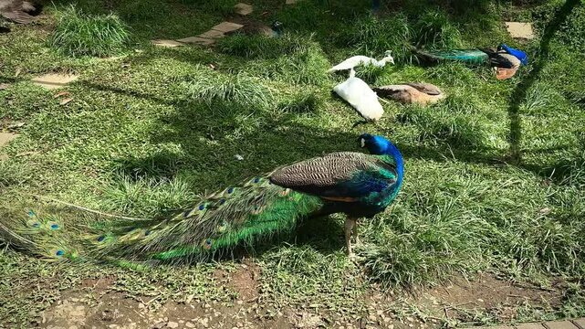 the graceful elegance of the peacock