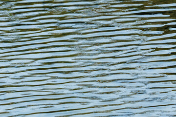 Obraz premium 強く吹く風で起こる川の波紋