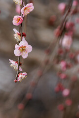 咲き始めた淡いピンク色のしだれ梅の花