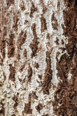 Obraz premium 樹皮に着生したノキシノブ