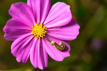 Fototapeta premium The Feeder on Pink Petals: Homoeosoma electellum and Cosmos bipinnatus
