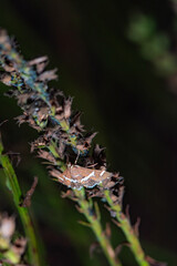 Spoladea recurvalis perches on withered flower stems.