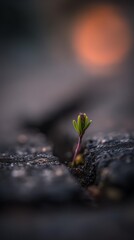 Corn stalk growing in dry farmland climate change concept cracked soil texture strong contrast lighting environmental storytelling wide shot professional photography, Realistic Photo