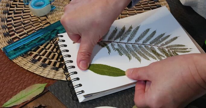 Anonymous person sticks leaf from plant. Collection of pressed and dried leaves and flowers in an album, herbarium. Handicrafts and hobbies. Exotic plants of the Mediterranean. 