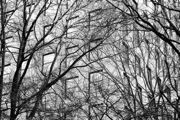 Elegant cityscape seen through bare winter branches in  Charlotte, North Carolina