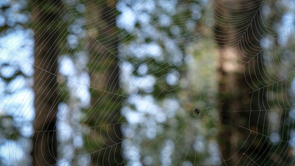 Spider waits in her web in woodlands
