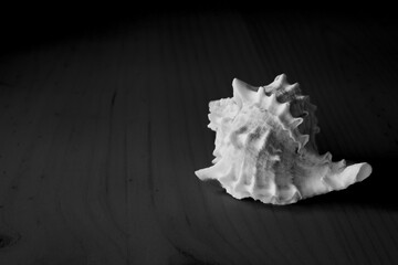Single seashell in black and white