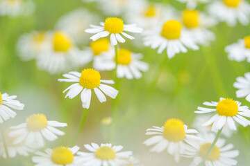 カモミールの花畑