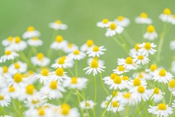 カモミールの花畑