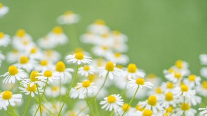 カモミールの花畑