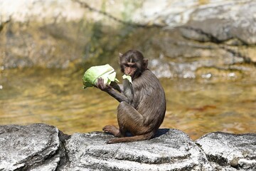 座ってキャベツを食べるアカゲザルの仔