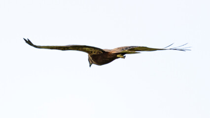 Fototapeta premium Common kestrel in flight with prey after successful hunt.
