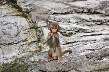 座ったカメラ目線のアカゲザルの子供
