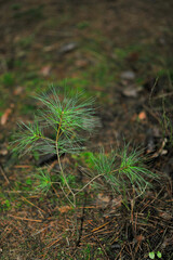 Young pine sapling growing on forest floor