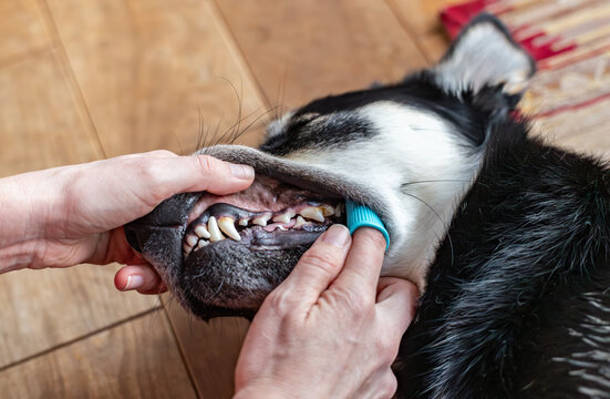 Brushing a dog's teeth