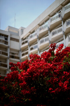 Red flowers in full bloom contrast against a modern building with balconies and a clear sky. Kigali, Rwanda