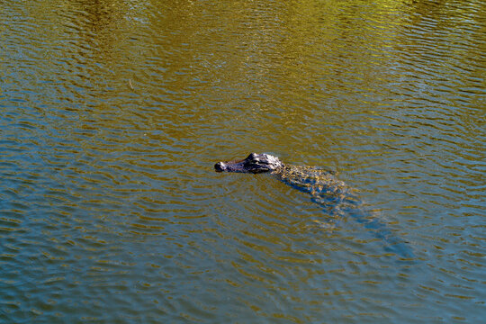 An alligator swims in a calm, reflective body of water under natural sunlight. Miami, Florida, USA