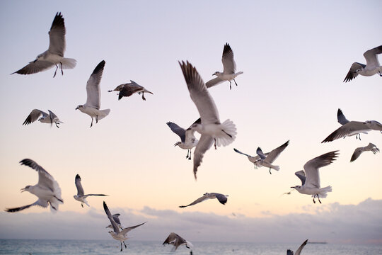 Seagulls flying over the ocean at sunset with a pastel sky in the background. Miami, Florida, USA