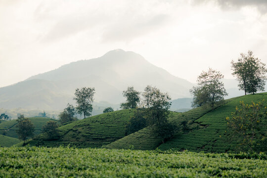 Lush green hills with scattered trees under a cloudy sky and distant mountain. Tea Hills of Long Coc, Tan Son District, Phu Tho, Vietnam
