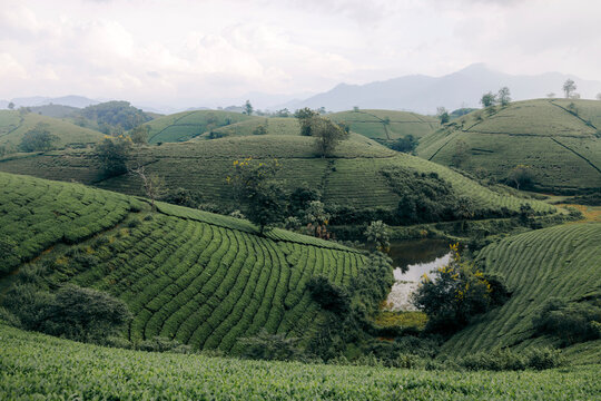 Rolling green hills with tea plantations and a distant mountain backdrop. Tea Hills of Long Coc, Tan Son District, Phu Tho, Vietnam